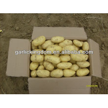 2013 Pommes de terre fraîches biologiques organiques